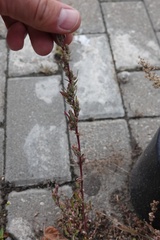 Chenopodium