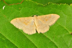 Idaea rubraria