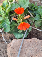 Crossandra greenstockii