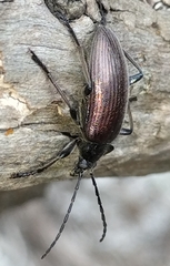 Alleculina
