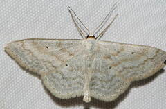 Scopula incanata