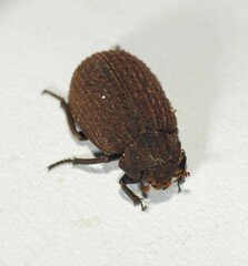 Trogidae
