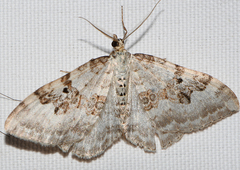 Xanthorhoe montanata