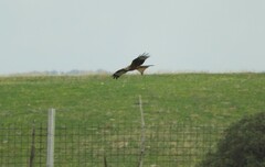 Milvus milvus milvus