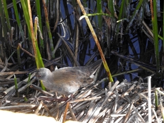 Pardirallus sanguinolentus