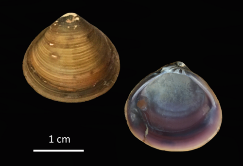 Purple-Nacre Clam