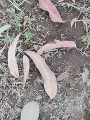 Eucalyptus globulus