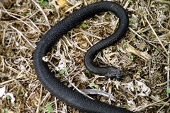 Hierophis viridiflavus carbonarius