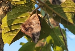 Charaxes vansoni