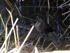 Pardirallus sanguinolentus