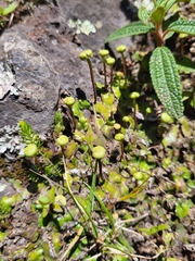 Marchantiophyta