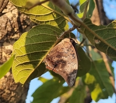 Charaxes vansoni