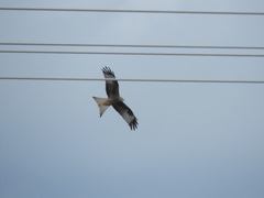 Milvus milvus milvus