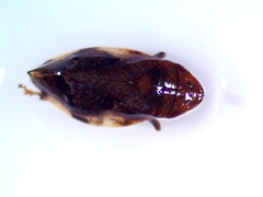 Lepyronia coleoptrata