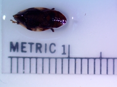 Lepyronia coleoptrata