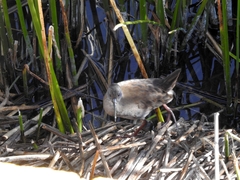 Pardirallus sanguinolentus