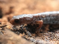 Hemidactylium scutatum