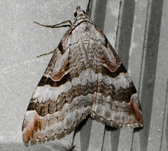 Aplocera praeformata