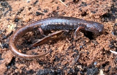 Hemidactylium scutatum