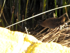 Pardirallus sanguinolentus