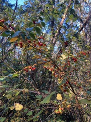 Cotoneaster simonsii