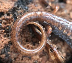 Hemidactylium scutatum