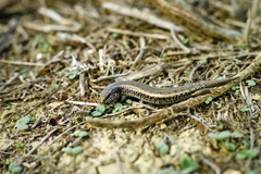 Chalcides ocellatus tiligugu
