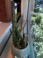 Cactaceae