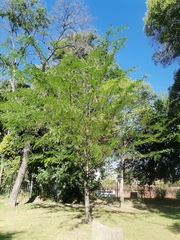 Fabaceae