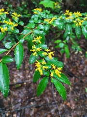 Azara lanceolata