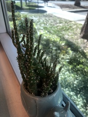 Cactaceae