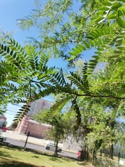 Fabaceae