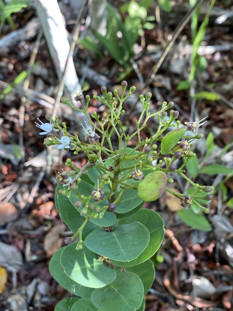 Hirtella corymbosa
