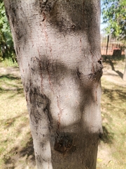 Fabaceae
