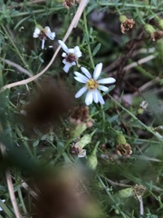 Symphyotrichum dumosum