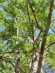 Fabaceae