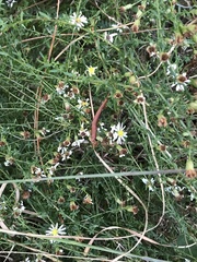 Symphyotrichum dumosum