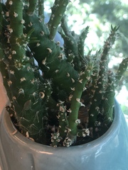 Cactaceae