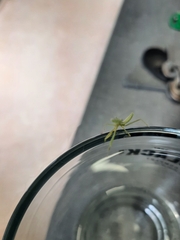 Miomantis caffra
