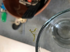 Miomantis caffra