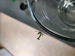 Miomantis caffra