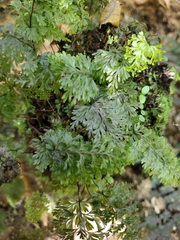 Hymenophyllum demissum