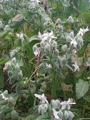 Borago officinalis