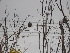 Columba palumbus palumbus