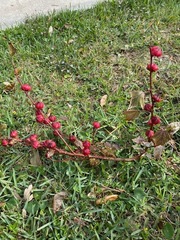 Hibiscus sabdariffa