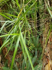 Earina mucronata