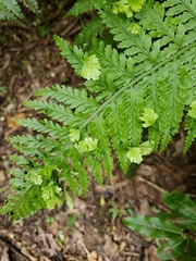Asplenium bulbiferum