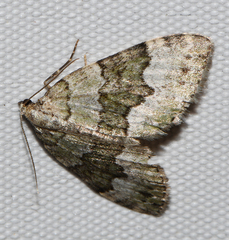 Colostygia aptata