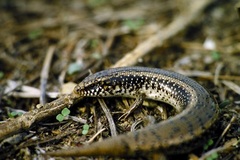 Chalcides ocellatus tiligugu