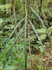 Pseudopanax crassifolius